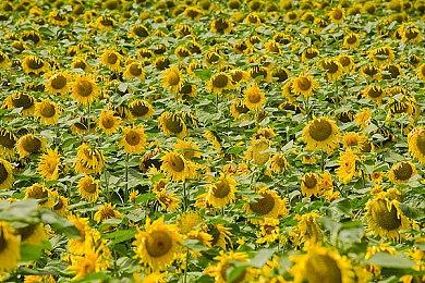 IGN分享《匹诺曹的谎言》38分钟新实机演示